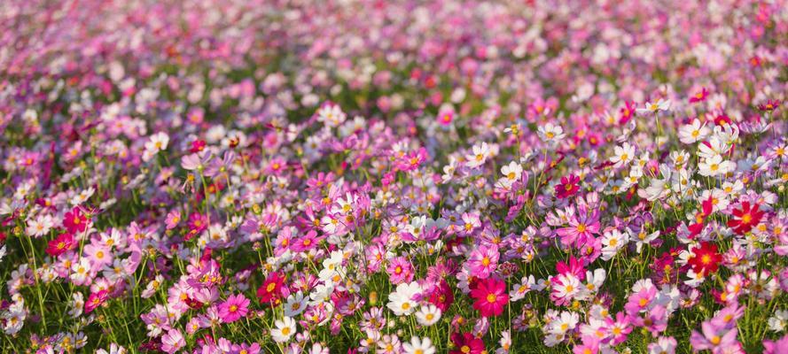 格桑花一年开几次（了解格桑花开花时间）