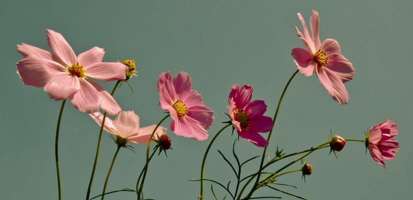 格桑花一年开几次（了解格桑花开花时间）