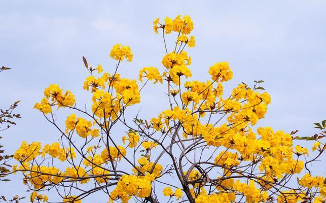 紫花风铃木花期是什么时候（有关风铃花的开花时间）