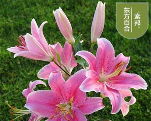 百合花种子怎么种植（百合花种植时间和方法）