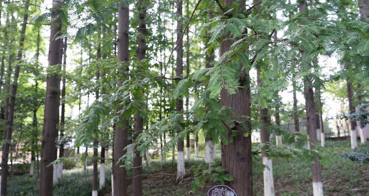 水杉树栽种要点有哪些（关于水杉栽植要点）