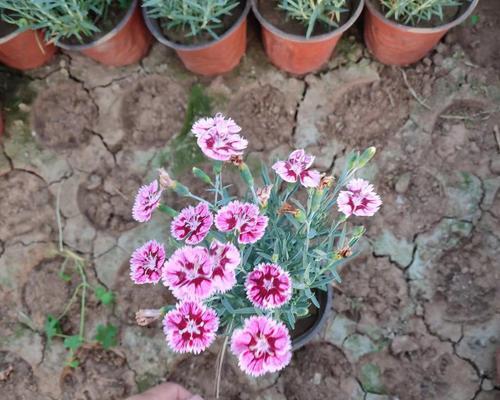 石竹花几月份播种好（石竹花种植方法讲解）