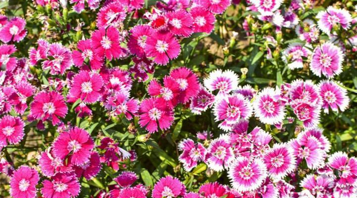 石竹花几月份播种好（石竹花种植方法讲解）