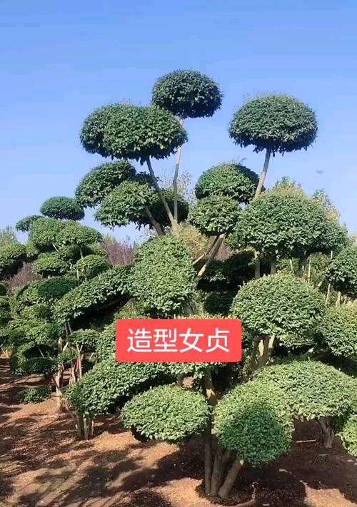 小叶女贞盆景怎么养（女贞盆景的种植和养护）