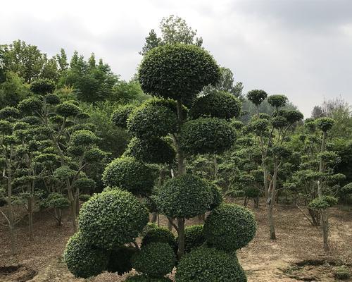 小叶女贞盆景怎么养（女贞盆景的种植和养护）