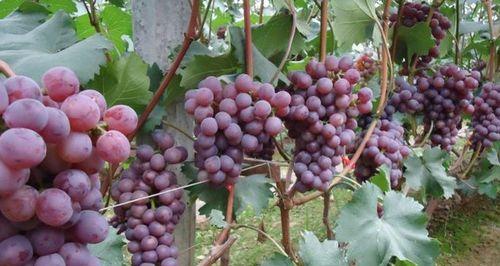 葡萄如何种植技术（葡萄的栽培管理技术）