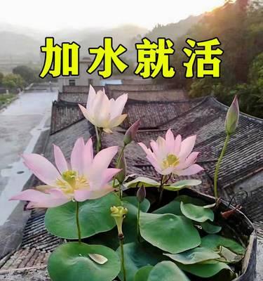 睡莲种子怎样种植（睡莲的种植方法步骤）