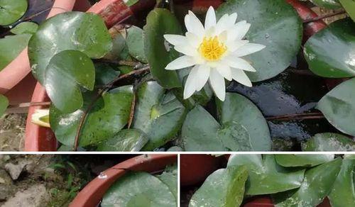 睡莲种子怎样种植（睡莲的种植方法步骤）