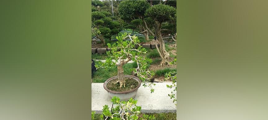 盆景黄杨怎么养（黄杨盆景的养护与管理）