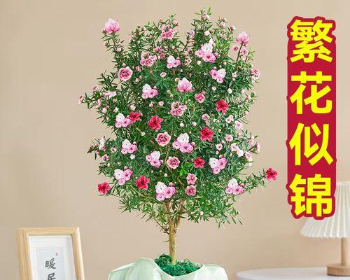 四季常青又耐寒的花有哪些（四季最有代表性的花）