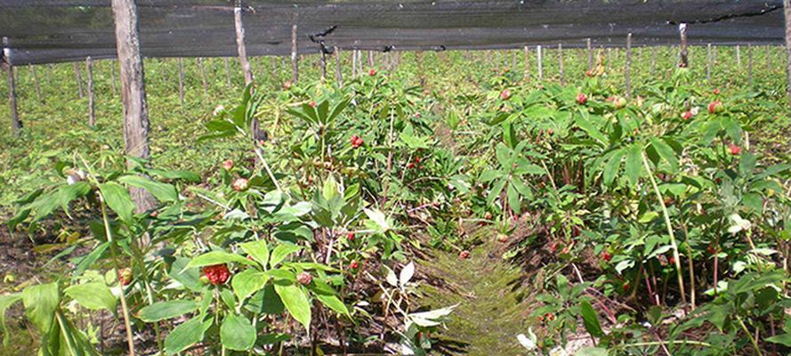 重楼苗怎么种植（重楼种植时间和方法）