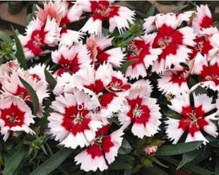 石竹花苗怎样养护（石竹花盆栽的养殖方法）