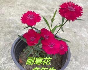 石竹花苗怎样养护（石竹花盆栽的养殖方法）