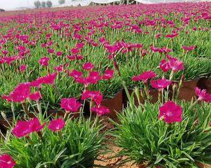 石竹花苗怎样养护（石竹花盆栽的养殖方法）