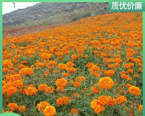 万寿菊花种子怎么种（万寿菊种子种植方法和时间）