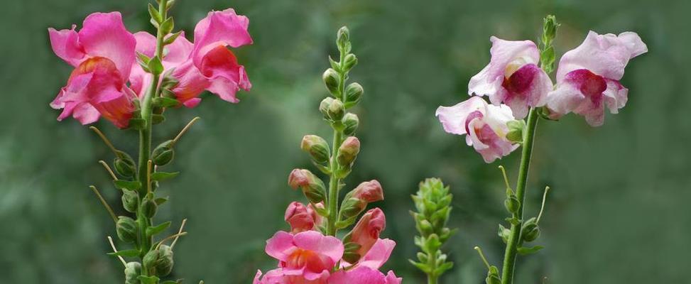 金鱼草怎么养护开花（金鱼草养护的正确方法）