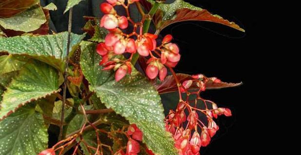 竹节海棠怎么修剪开花（竹节海棠的修剪方法图解）