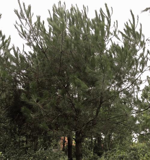 马尾松树怎么种植（详解马尾松树栽培技术要点）