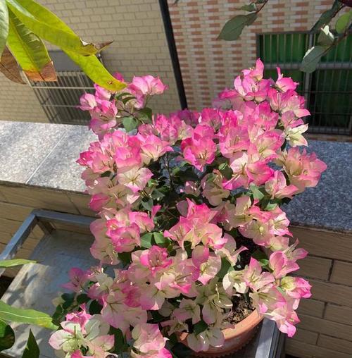 三角梅怎么修剪才开花（描述三角梅的栽培技术）