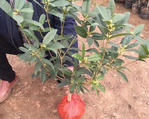 桂花苗怎么栽能活（桂花树种植方法及养护）