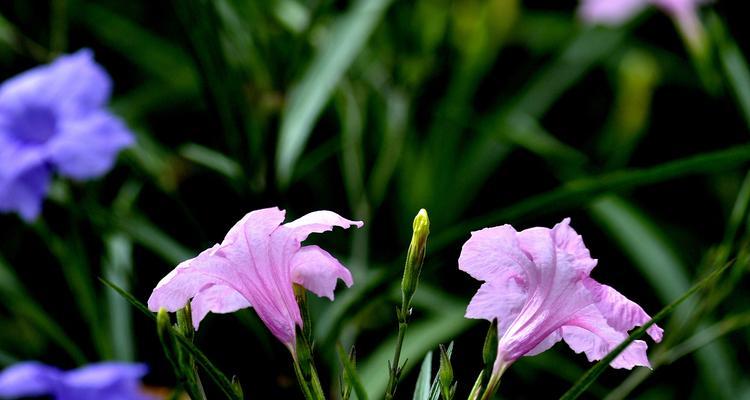 蓝花草的特点是什么（有关蓝花草树木介绍）