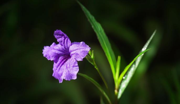 蓝花草的特点是什么（有关蓝花草树木介绍）