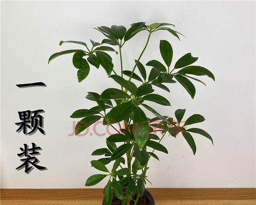 鸭掌木盆栽怎么养好（鸭脚木的养护知识）