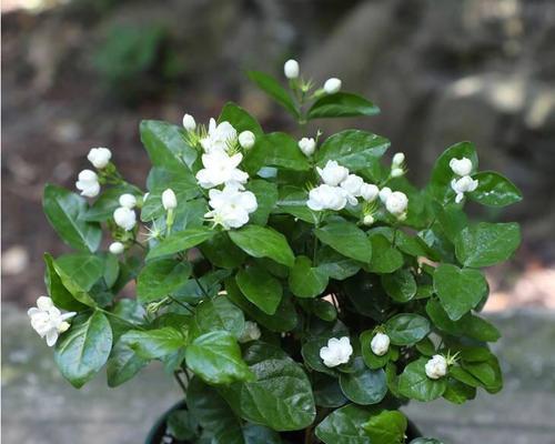 茉莉花如何养好看（有关茉莉花栽培技术）