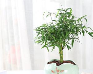 盆栽竹子怎么养（盆栽竹子的养殖方法）