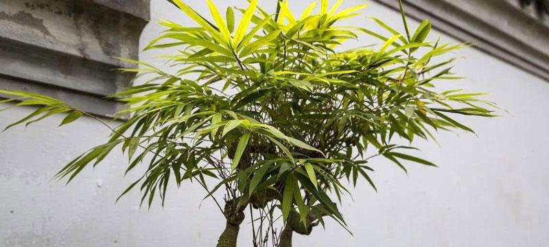 盆栽竹子怎么养（盆栽竹子的养殖方法）