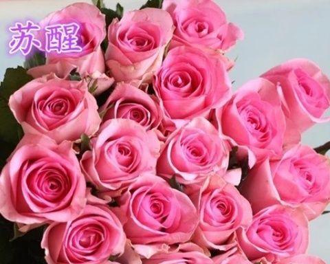 玫瑰花如何扦插容易生根（玫瑰花扦插的时间）