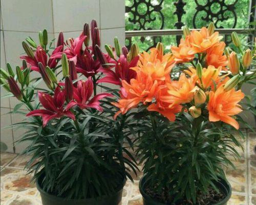 香水百合的种球怎么种（香水百合种球种植方法和时间）