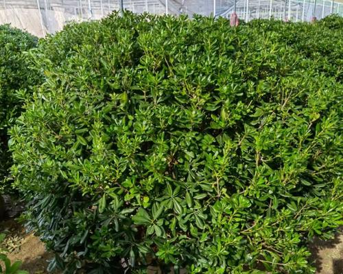 海桐树的栽培管理方法（打造美丽花园的秘密武器——海桐树）