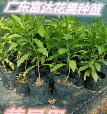 黄晶果怎么种植（黄晶果种植条件和条件）