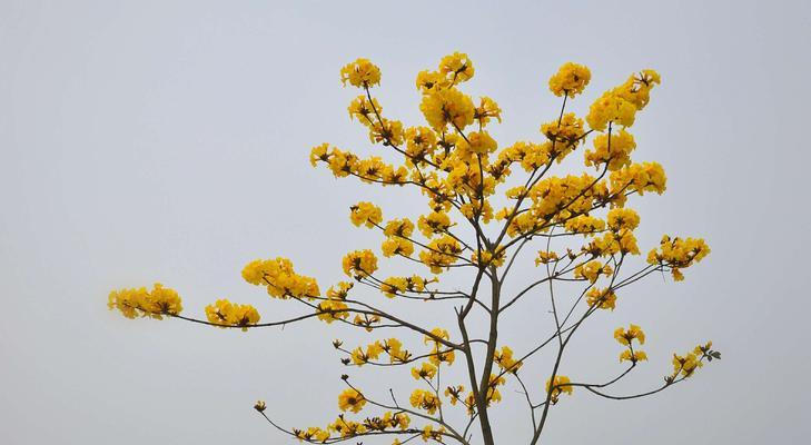 黄花风铃木是常绿还是落叶乔木（描述黄花风铃木的特点）