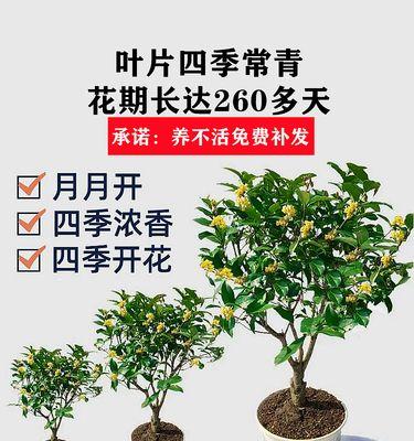 如何养殖桂花（桂花养殖技巧与方法）