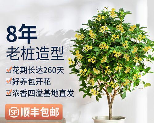 如何养殖桂花（桂花养殖技巧与方法）