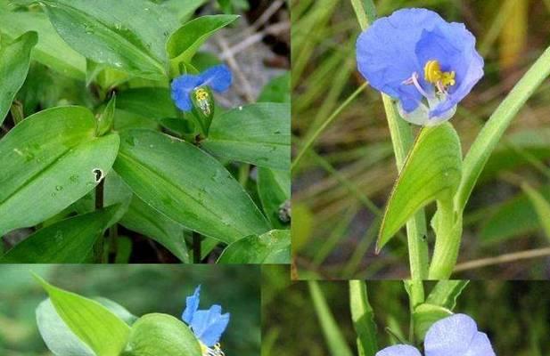 竹节草怎么养（竹节草的种植方法和技巧）