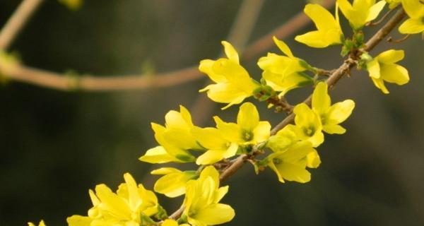 春天开的花有哪些花朵（代表春天的花卉大全）