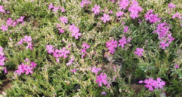 芝樱什么季节种植好（芝樱的种植方法和时间）