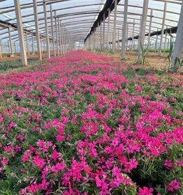 芝樱什么季节种植好（芝樱的种植方法和时间）