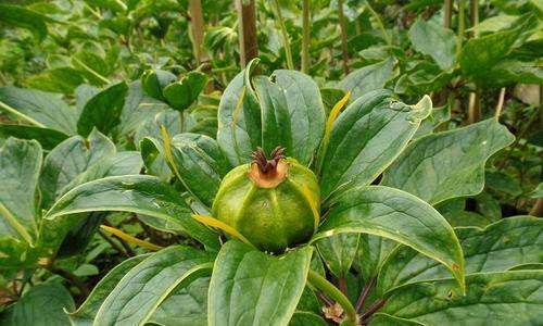 重楼什么时候种植合适（重楼的种植方法及时间）