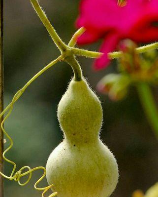 手捻葫芦种植时间和方法（家养葫芦的技巧）