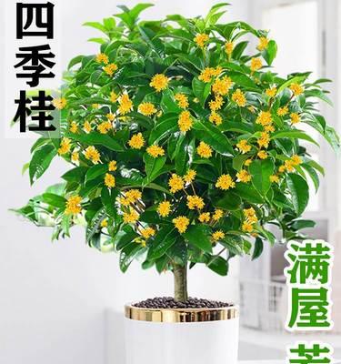 怎样养植桂花（桂花树的养护与管理）