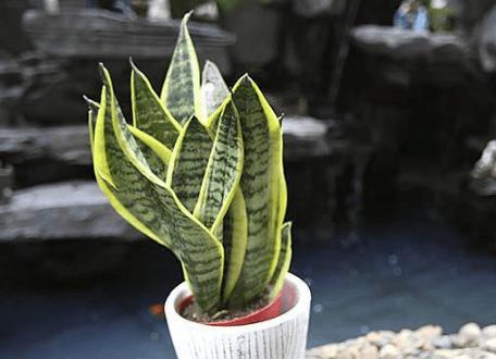 虎皮兰浇水的正确方法（虎皮兰养护知识）