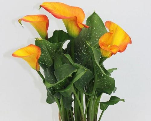 马蹄莲种子多久发芽（马蹄莲种子的种植方法）