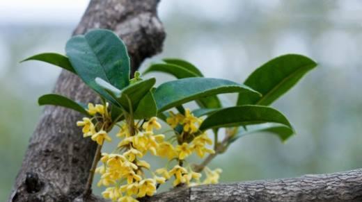 桂花的栽培管理要点（从选种到护理）