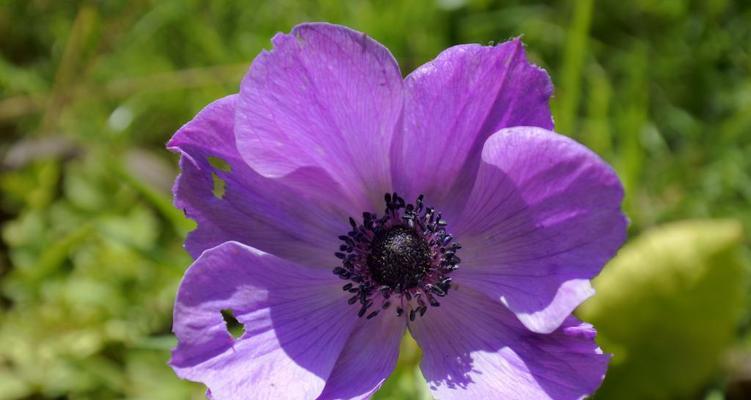 紫色的花是什么花（10种紫色花花大全）