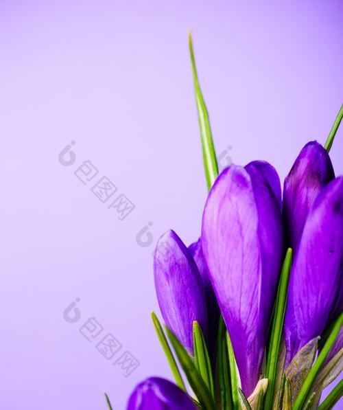 紫色的花是什么花（10种紫色花花大全）