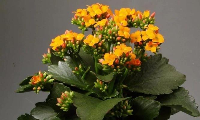 长寿花几月份开花（有关长寿花花期简介）